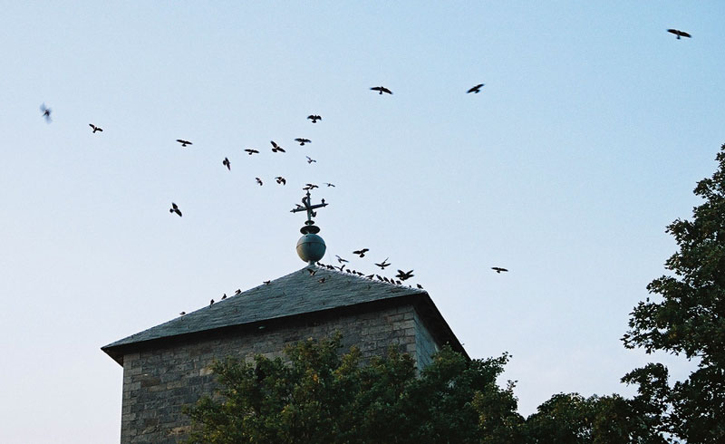 Olavskirken tårn kråker